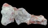 Dimetrodon Partial Limb Bone - Texas #67821-1